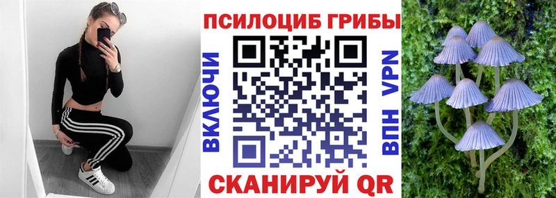 Купить  Болохово  Псилоцибиновые грибы Cubensis 